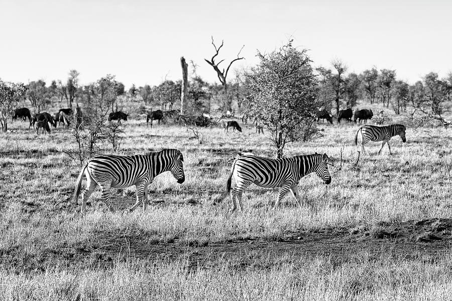 Black Savanna Series Wild Photograph by Philippe HUGONNARD Fine Art