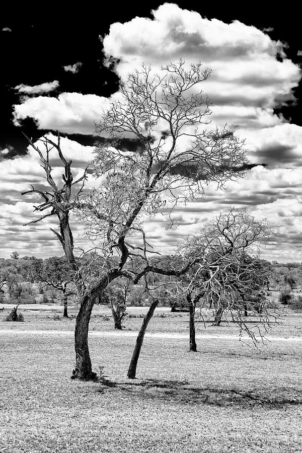 Tree Photograph - Black Savanna Series - Withered Tree by Philippe HUGONNARD
