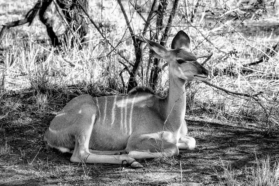 Wildlife Photograph - Black Savanna Series - Young Impala by Philippe HUGONNARD