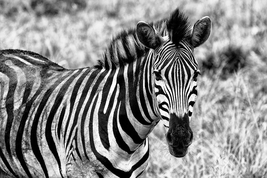 Black Savanna Series - Zebra Gaze Photograph by Philippe HUGONNARD - Pixels