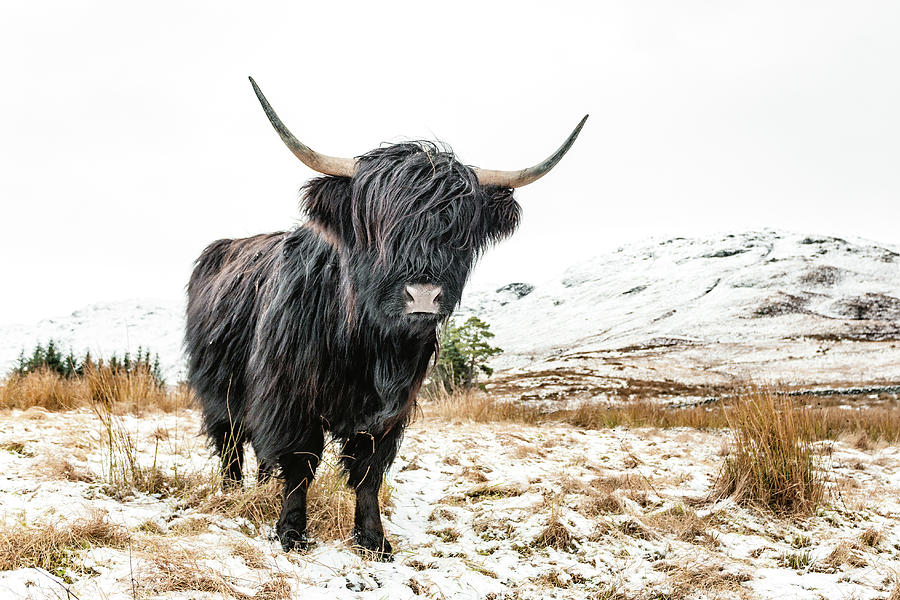 Black Scottish Highland Cow Photograph by Grant Glendinning