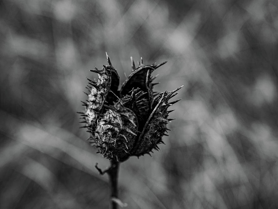 Black Seed Pod Photograph by Louis Dallara