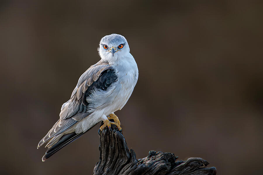 Black-shouldered Kite Photograph by Daniel Fleming Black-shouldered Kite Photograph by Daniel Fleming