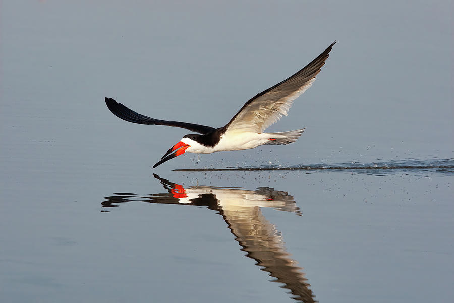 Black Skimmer 2 Photograph by Jerry Fornarotto