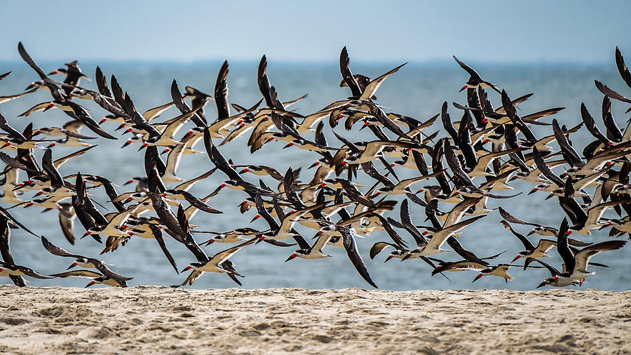 Black Skimmer Birds Beach Landing Photograph by Stuart Litoff