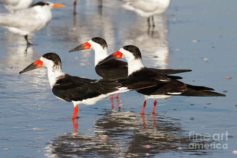 Black Skimmer Birds Photograph by Chris Scroggins