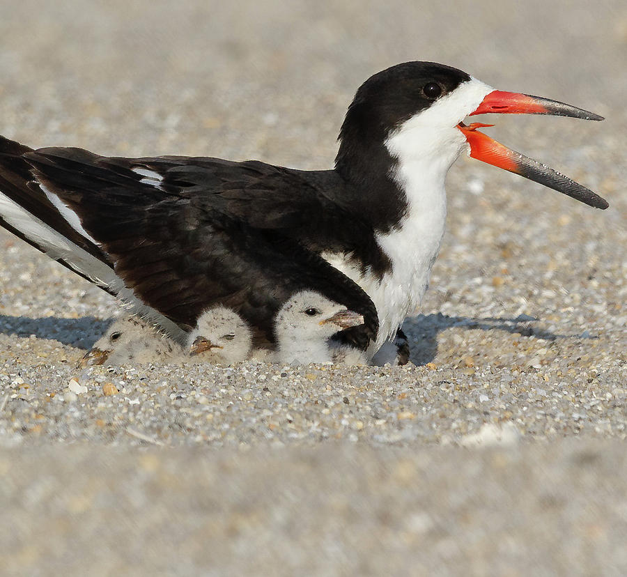 Black Skimmer Family Photograph by Scott Miller - Fine Art America