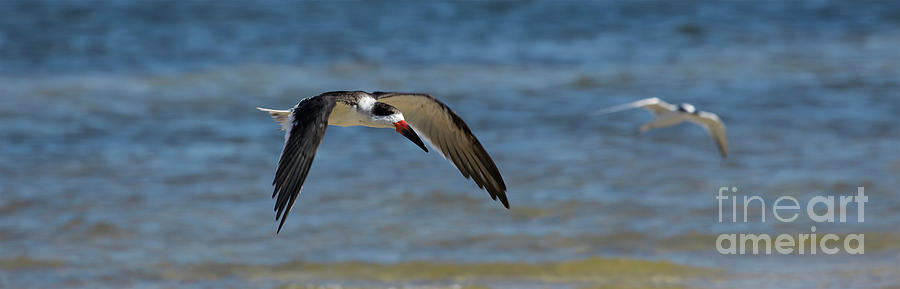 Black Skimmer Photograph - Black Skimmer by Felix Lai Black Skimmer Photograph - Black Skimmer by Felix Lai