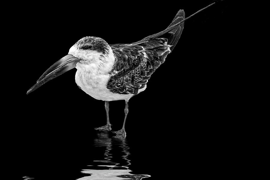 Black Skimmer in Black and White Photograph by Perla Copernik