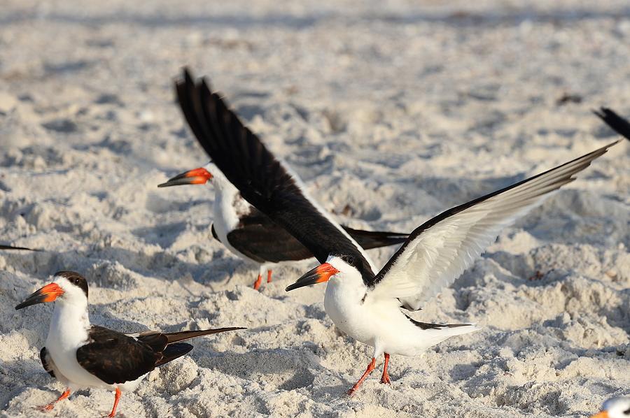 Small but not Insignificant-Black Skimmers Photograph by Mingming Jiang