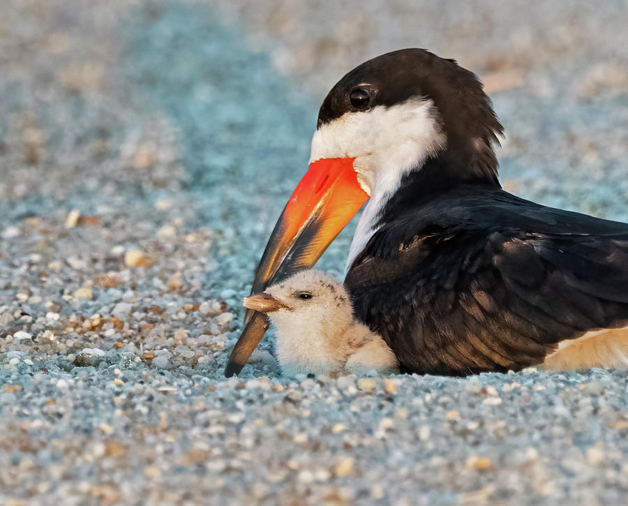 Black Skimmer Mom and Baby Photograph by Scott Miller