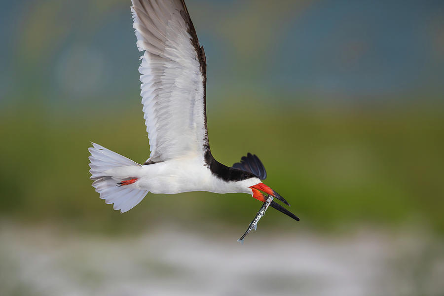 Black Skimmer with Needlefish Photograph by Kevin McFadden - Pixels