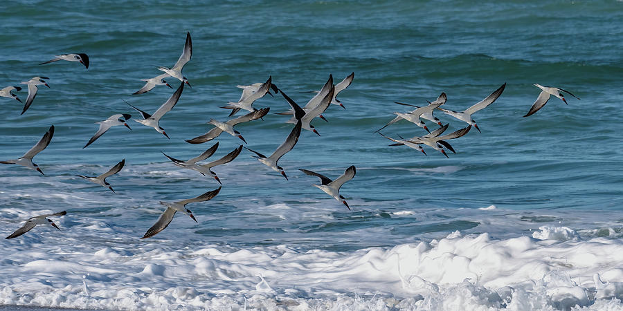 Black Skimmers and ocean surf Photograph by Bradford Martin