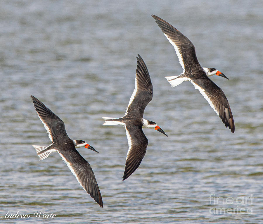 Black Skimmers Trio Photograph by Andrew Waite - Fine Art America