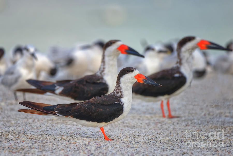 Black Skimmers On The Beach 0556 Photograph By Marvin Reinhart Fine