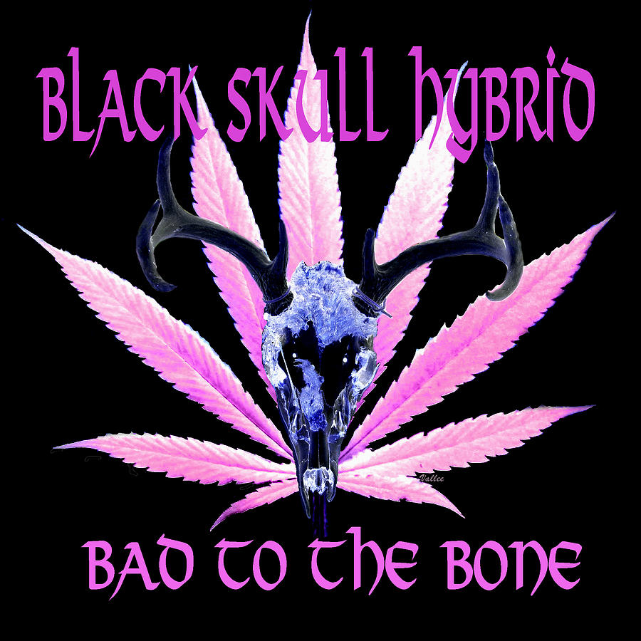Black Skull Hybrid Digital Art by Vallee Johnson