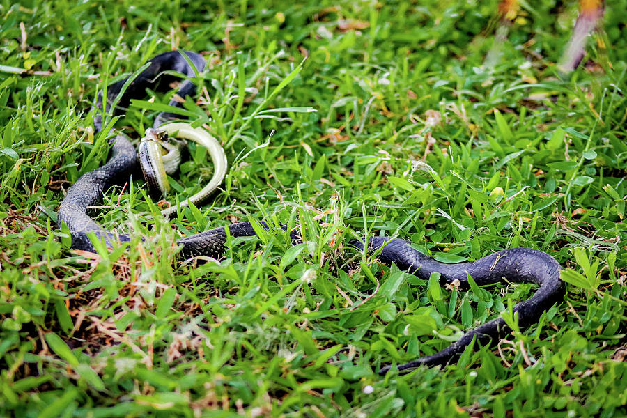 Black Snake Eating a Legless Lizard Glass Snake Photograph by Quiet ...