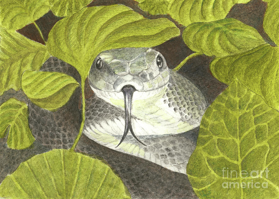 Black Snake Drawing by Jackie Irwin
