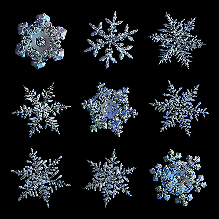 Black Snowflake Collage - 2021-11-12 Photograph