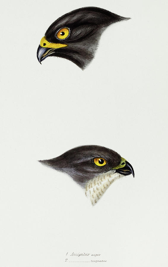 John Gould Drawing - Black sparrow hawk and Collared sparrow Hawk by John Gould