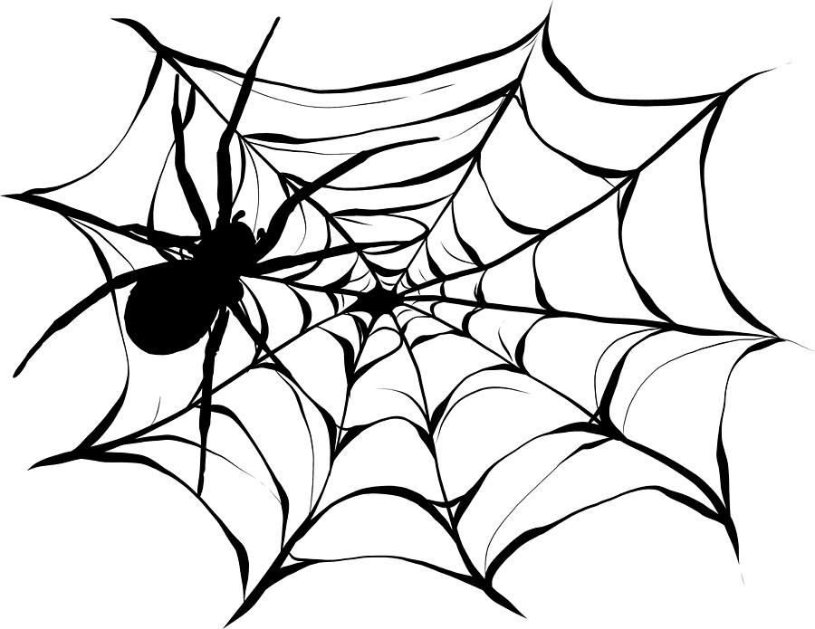 Black spider and torn web. Scary spiderweb of halloween symbol