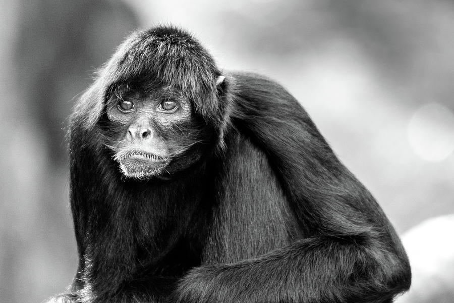 Black Spider Monkey BW Photograph by Adrian O Brien