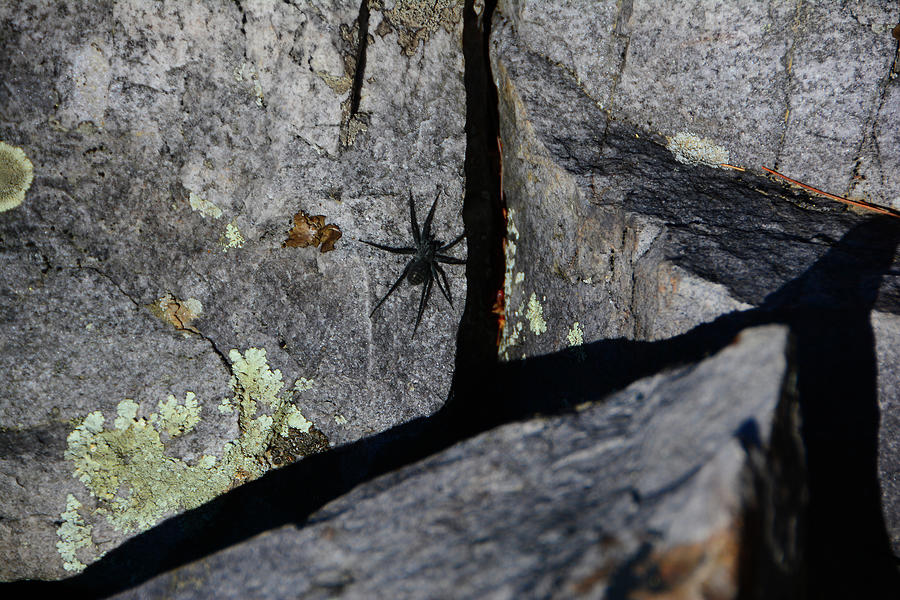 Black Spider on Blackrock Mountain Photograph by Raymond Salani III