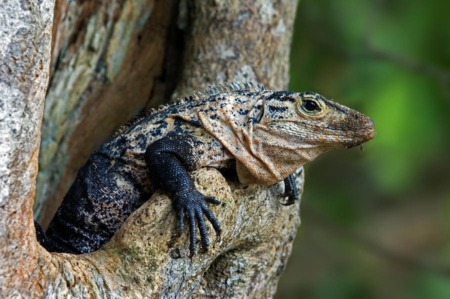 Black Spiny Tailed Iguana Photograph by Arterra Picture Library