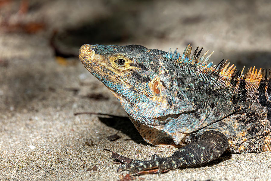 Black spiny-tailed iguana, Ctenosaura similis, Manuel Antonio, Costa ...