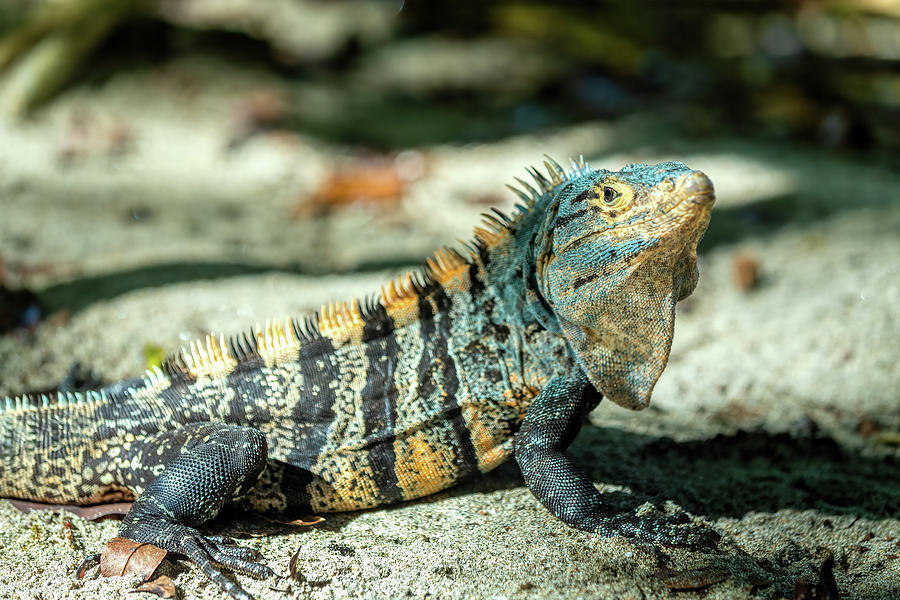 Black spiny-tailed iguana ctenosaura similis, Manuel Antonio National ...