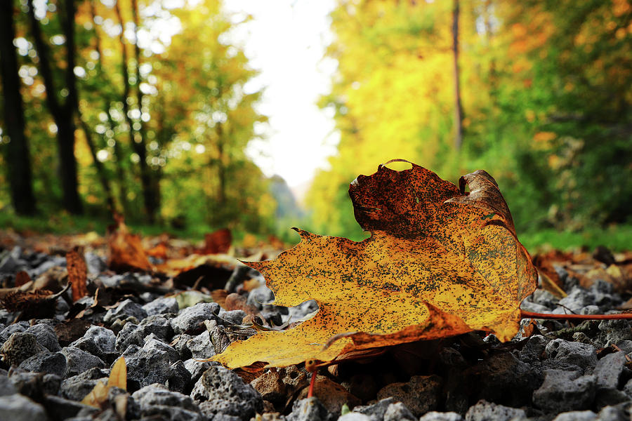 Black spotted yellow marple leaf on gravel road which surrounded forest, which playing many colors. Pinch of autumn in semptember Photograph by Vaclav Sonnek