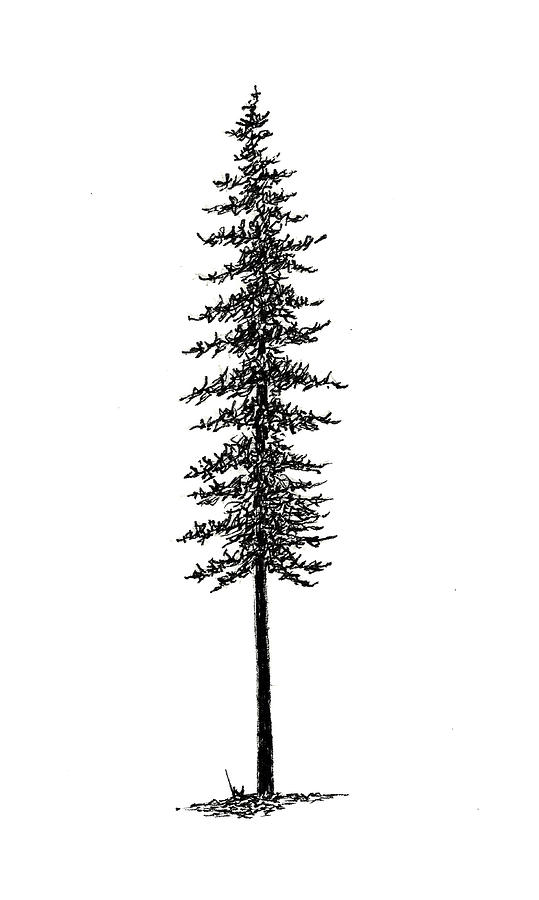 Black Spruce Tree Drawing