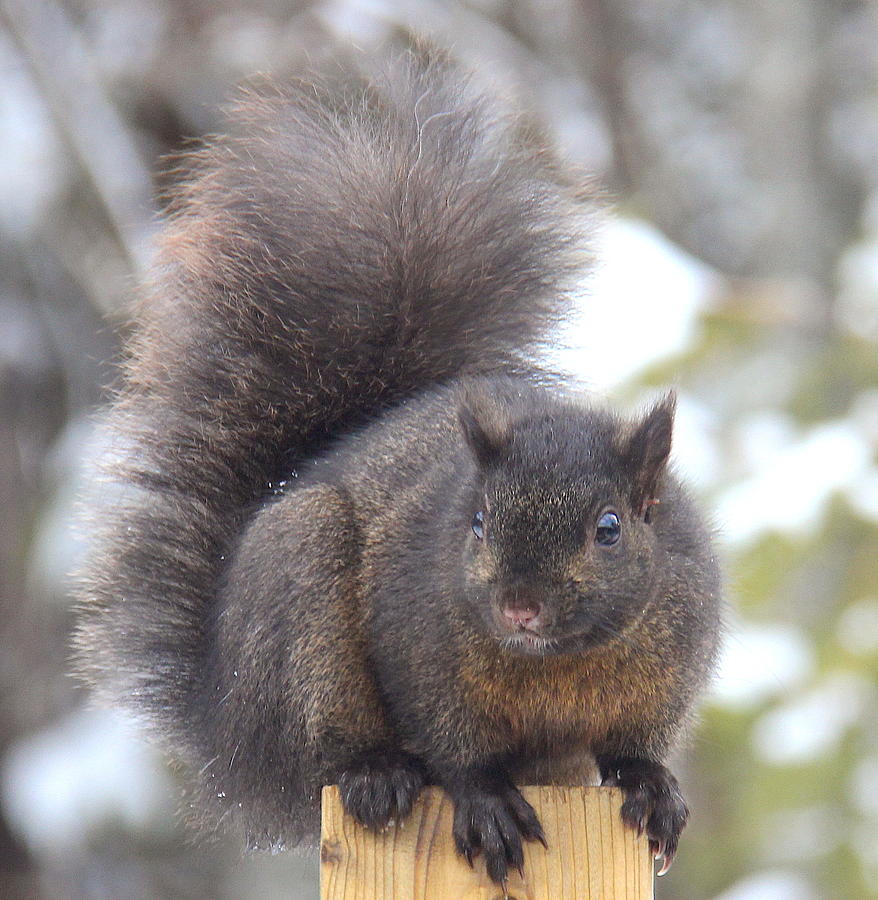 Black Squiril Photograph By Wayne Hughes - Fine Art America