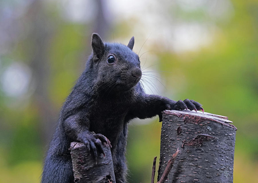 Black Squirrel Photograph by Dennis Cox Photo Explorer