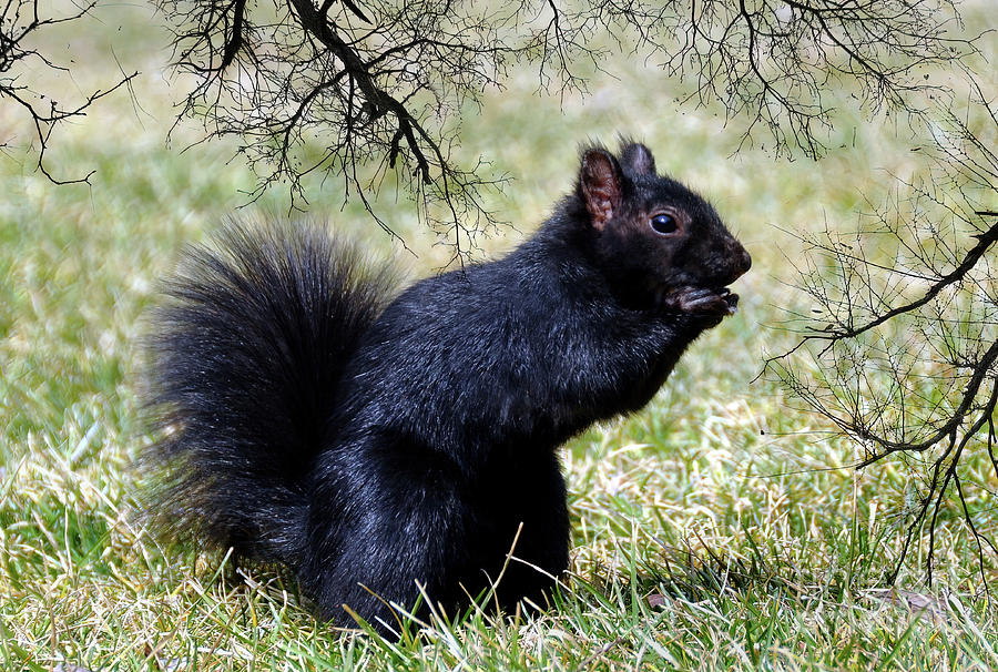 Black Squirrel   Photograph by Elaine Manley