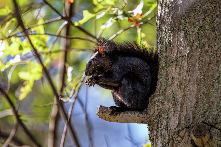 Black Squirrel II Photograph by Martina Abreu