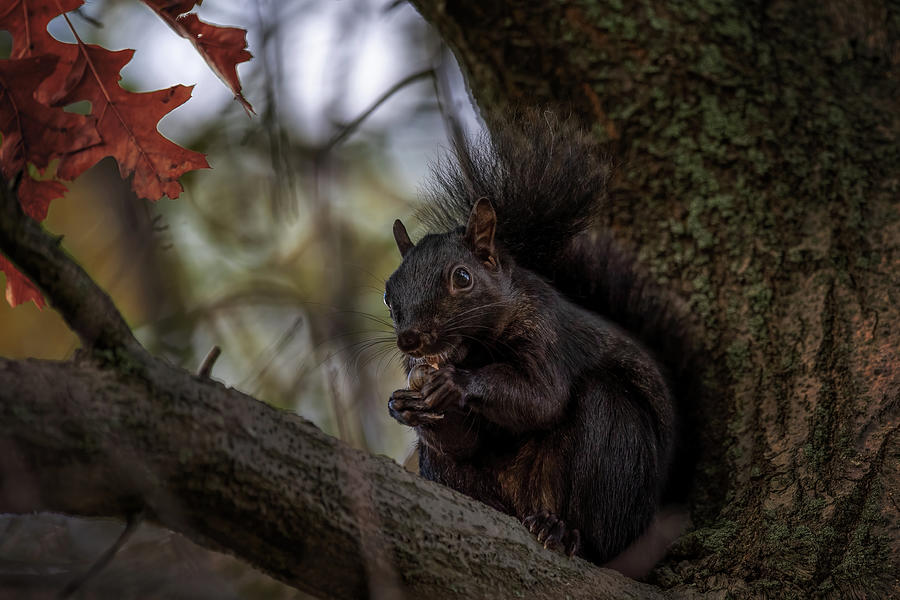Black Squirrel III Photograph by Martina Abreu