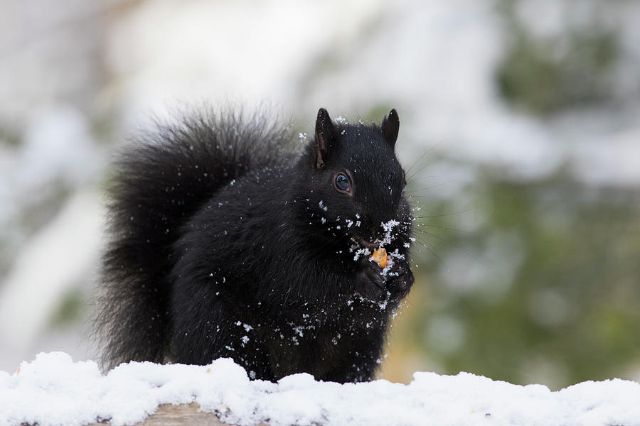 Black Squirrel in Winter Photograph by Mircea Costina Photography