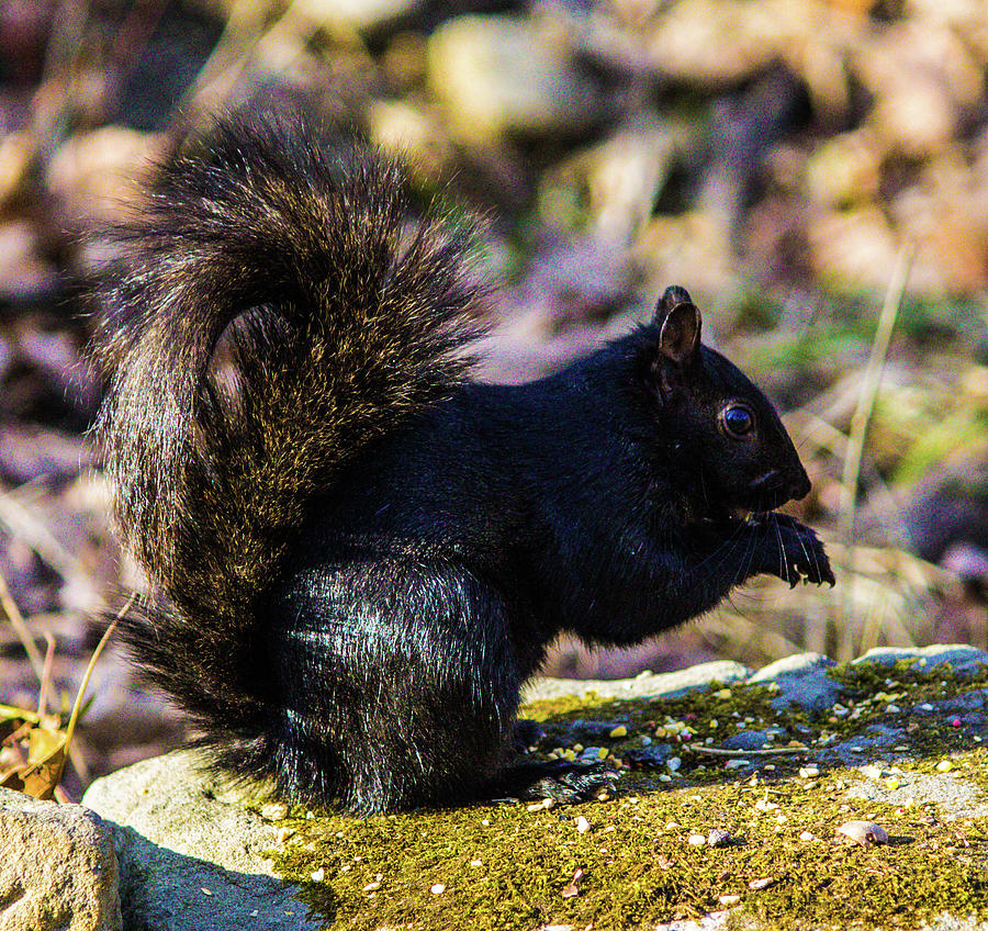 Black Squirrel Ohio Photograph By Nancy Spirakus Pixels