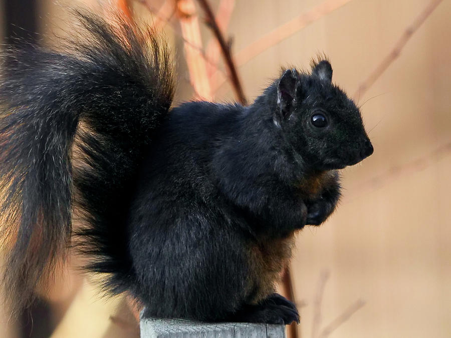 Black squirrel Photograph by Rob Huntley