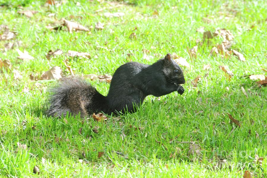 Black Squirrel Photograph by Sandra Updyke