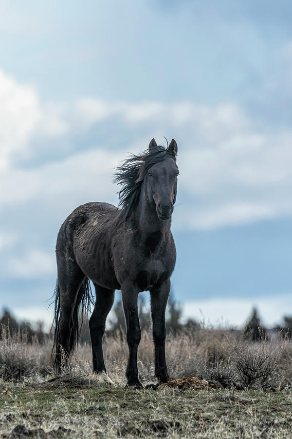 Black Stallion from the South Steens Herd Photograph by Belinda Greb
