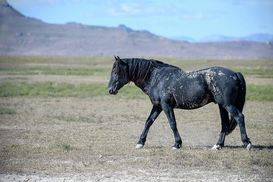 Black Stallion of the South Photograph by Fon Denton