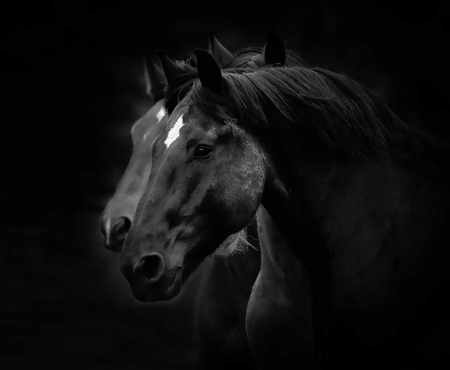 Black Stallions Photograph