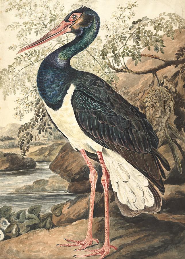 Black stork, 18th century illustration Drawing by Photostock-israel/science Photo Library