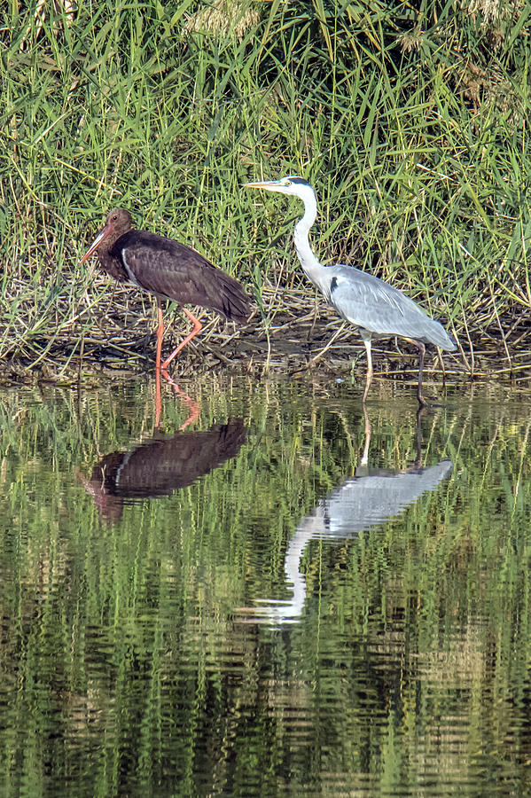 Black Stork and Gray Heron Wading in a Lake Photograph by William Bitman