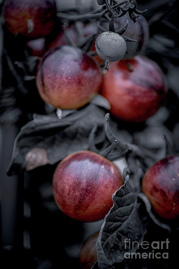 Black Strawberry Tomato Photograph by FineArtRoyal Joshua Mimbs