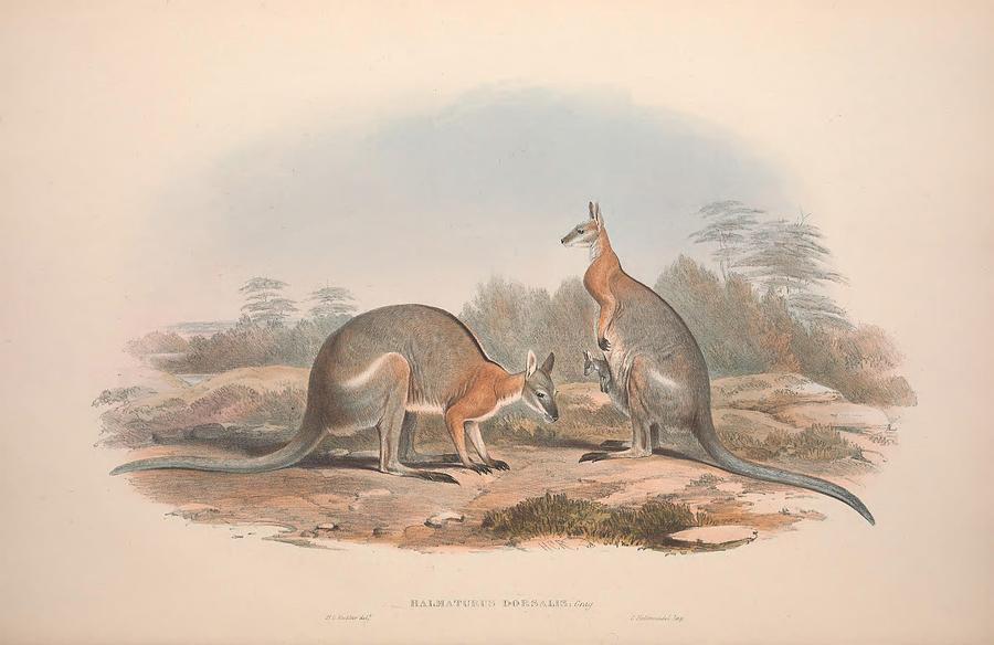 Black striped Wallaby Mixed Media by Australian Native Animals