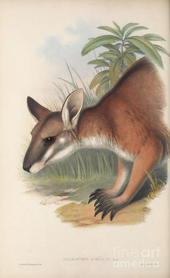 black-striped wallaby Notamacropus dorsalis c4 Drawing by Historic Illustrations