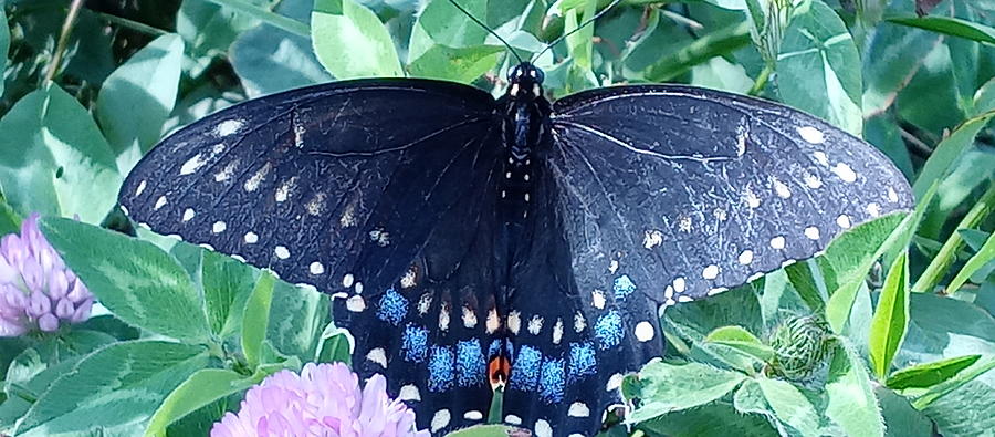 Black Swallowtail 3 Photograph by Robert Nickologianis
